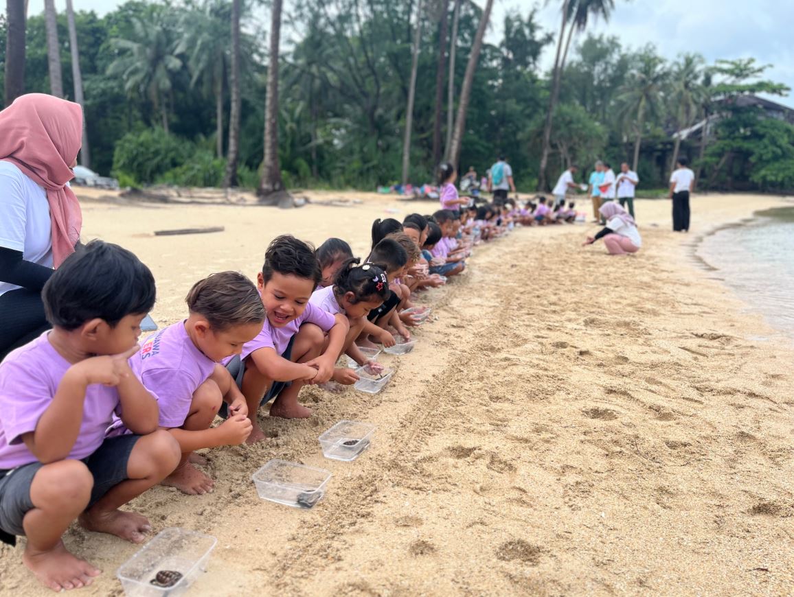 Baby turtle release on Karimunjawa beach