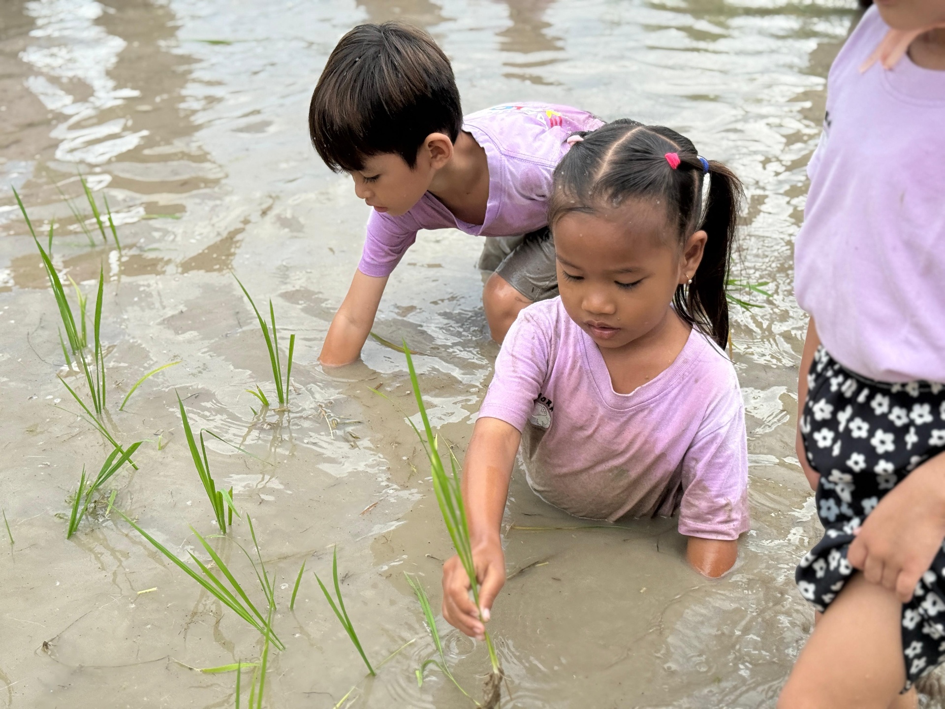 Children planting rice with Kejora Karimunjawa
